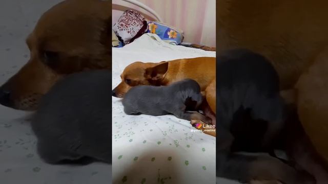 #русскийтой #той #щенки #собаки смотреть онлайн