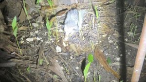 Виргинский опоссум у нас в гостях. 19.11.23