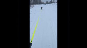 Собака ищет новый дом #1 #собакаищетдом #собакадругчеловека #хочусобаку #ищутебя #собака #ляля