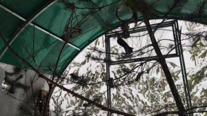 "Воронье Гнездо" снова куда-то переезжает