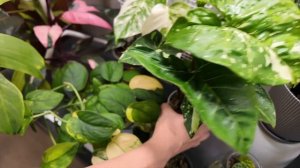 В ГОСТЯХ у цветочного БЛОГЕРА @Liza.S.greens