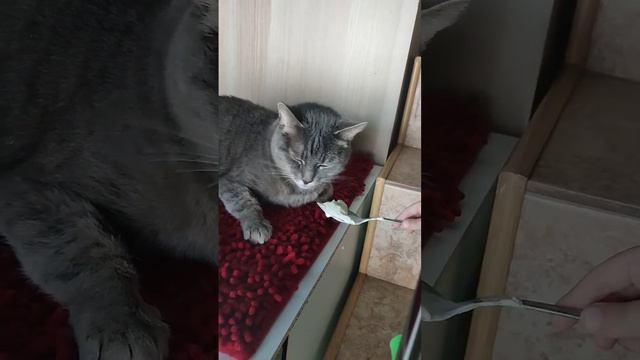#eugeniavibe #Женечка #кормит #пуся #толстый #люблюпокушать #кот #котейки #кошки #котики