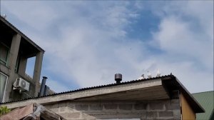 В гостях у Рафика. Бойные голуби, Новороссийск.