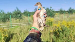 Канюка нужно выпускать в небо, коростеля - в траву