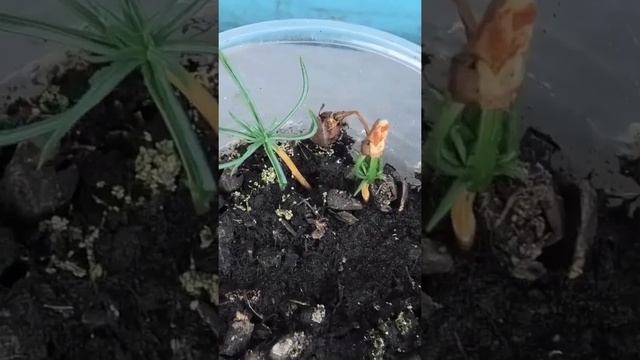 Итоги выращивания рассады кедра