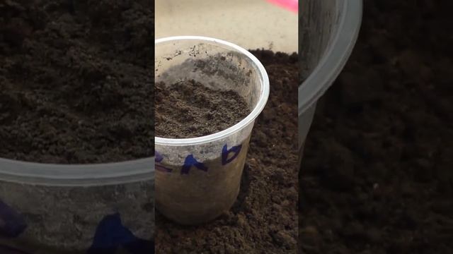 Как я вырастил елки из семян через рассаду