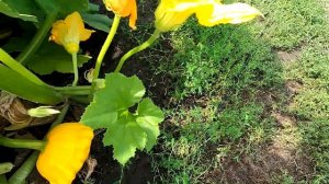 Собираю патиссоны НЛО ОРАНЖЕВЫЕ, 11 августа.