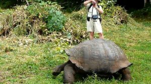 Галапагосские черепахи