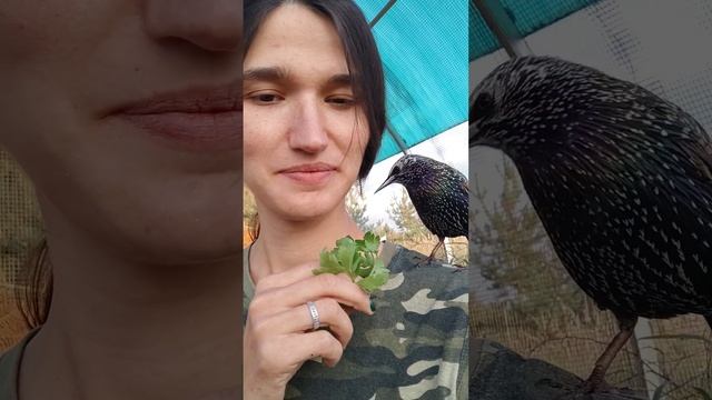 Скворец создан для того, чтобы тыкать! :D