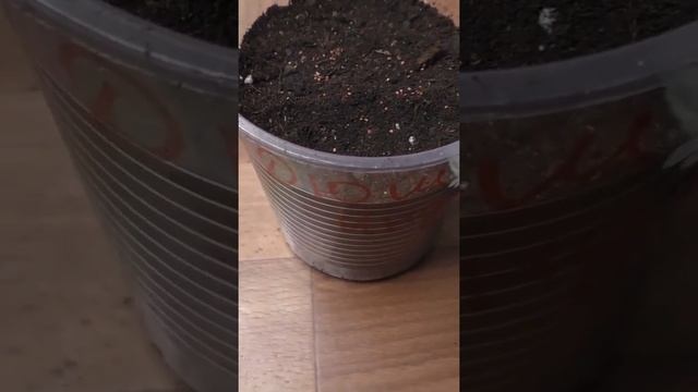 Как я вырастил дюшенею индийскую из семян