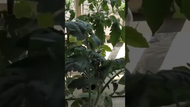 Уход за взрослой рассадой помидоров