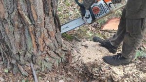 Валка дерева с наклоном Винтовым валочным клином КВМ-1