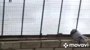 18 03 2021 года.В гостях у Артура Владимировича город Будённовск.Сельские голуби.