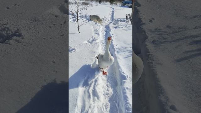 Непобедимый гусь
