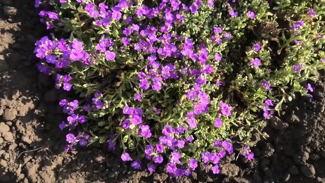 26 мая, цветущие арабис, алиссум, обриета и тюльпаны.