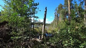 Нашел в тайге дикое лесное озеро, прямо на острове, Карелия , остров Тимонсаари .