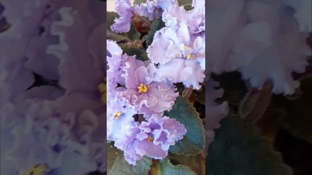 Сортовая фиалочка (сенполия) Эльфийский Сад! Для заказа пишите WhatsApp 89101614167 Автор музыки - T