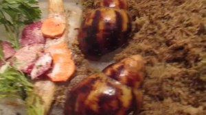 улитки маргината маргината