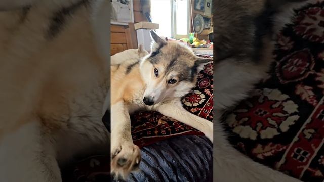 Потягушки Чезы