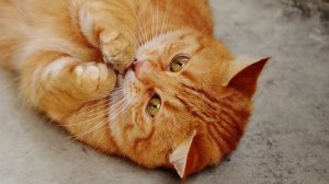 лечебное кошачье мурлыканье для сна | звук урчание кошки асмр cat asmr