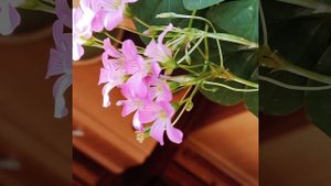 Оксалис ☘️💮 Зацвел