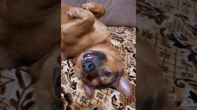 Привет из дома от Кузи (Тедди) Москва🍭 #кузя #помощьбездомнымживотным #собакадругчеловека #семья смотреть онлайн