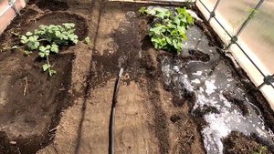 Поливаю в теплицах арбузы, дыни и клубнику на участке наполнением грядок 14 июня