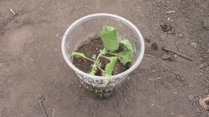 Как я вырастил арабис из семян