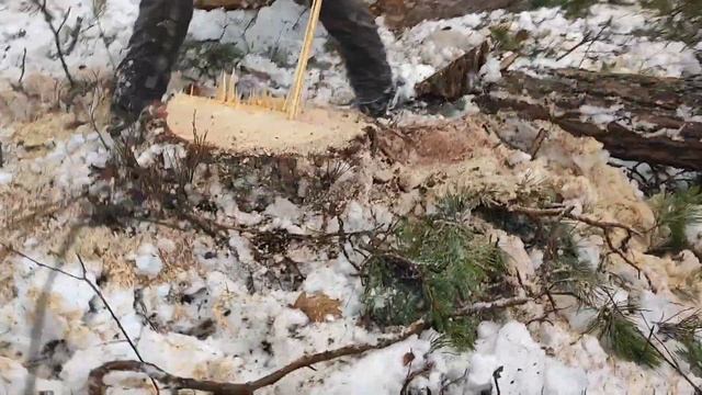 Валка леса с нуля Бензопилой Stihl