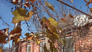 Подготовка ВИНОГРАДА к зиме.13.11.24