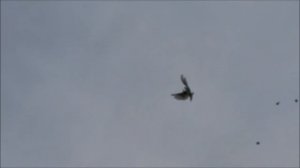 Сельские голуби. 11 09 2022 года,Северная Осетия, Беслан. Бойные голуби Алана.