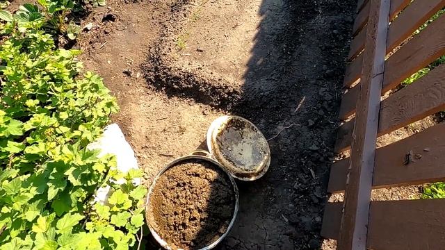 Подкормка и другие весенние работы с клубникой