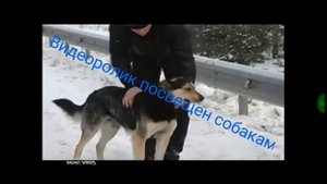 Песня о преданной собаке