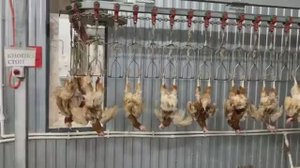 Линия птицы на 2000 голов с водяным охлаждением