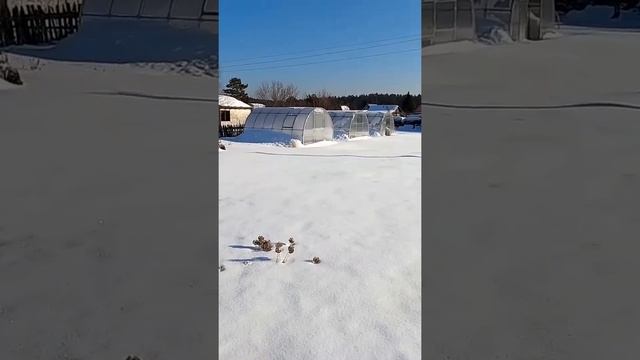 Захожу на мой участок 11 февраля