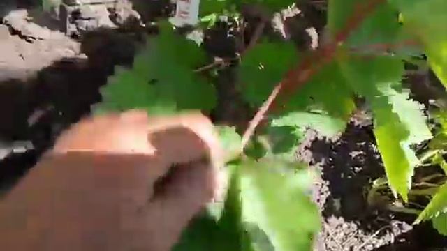 Как помочь винограду с поврежднными рукавами#виноградшакуровых