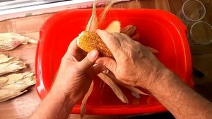 Свои семена кукурузы, извлекаю из початка и отправляю на хранение.