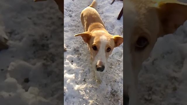 Ухастое золото #питомцы #смешныеживотныеshorts #doglover #собаки #vlogdog