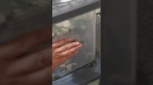 Палочники. Новые нимфы