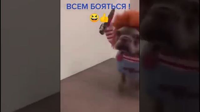 meme dogs #собаки #приколыссобаками #смех #юмор #любимыепесики #собачки #смешныесобачки #милыесобак