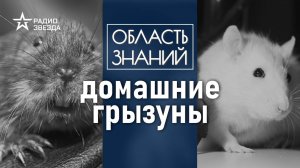 Зачем учёные вывели мышей с прозрачной кожей? Лекция зоолога Ильи Гомыранова