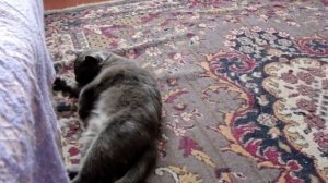 Кошка хочет кота