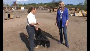 Живой дом  Бурят монгольский волкодав или хоттошо