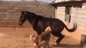 лошадь играет с собакой 😂😂