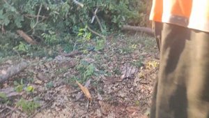 Валка сухого Толстого дерева Бензопилой Stihl MS 361