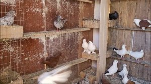 Сельские голуби. 5 06 2022 года, посёлок  Майкопский у Сергея.