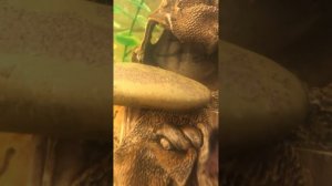 Мальки вылупляются из икры