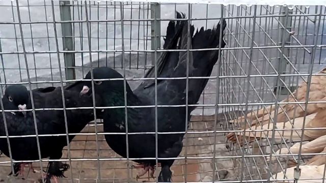 Сельские голуби. Новоалександровска