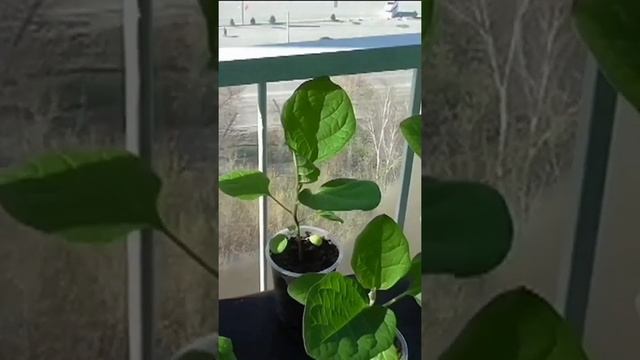 Как поливаю взрослую рассаду баклажанов