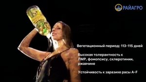 Харизма - высокомасличный гибрид подсолнечника
